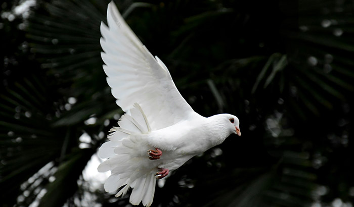 colombe_blanche_awmleer-6XcziMmkNgQ-unsplash Diaconate Ordination of brother John Baptist in Cebu, Philippines.